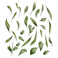 Watercolor vector leaf set with branch, isolated on white background