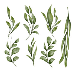 Watercolor Botanical Illustrations with green leaf branch, isolated on white background