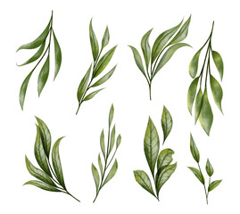 Green Foliage Leaf Branches collection, isolated on white background
