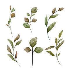 Hand-Painted Watercolor foliage Leaf Branches vector, isolated on white background