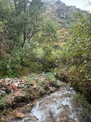 mountains, river, wood, trees, view, smoke