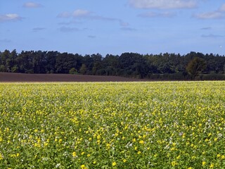 Fototapeta premium Gelbes Feld im Herbst