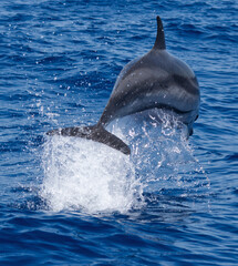 Springender Delfin