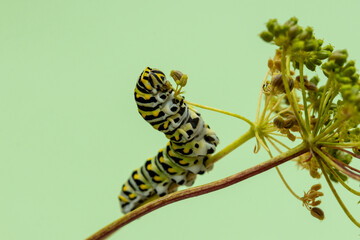 Eastern Black Swallowtail caterpillar, Papilio polyxenes, closeup macro eating parsley and fennel