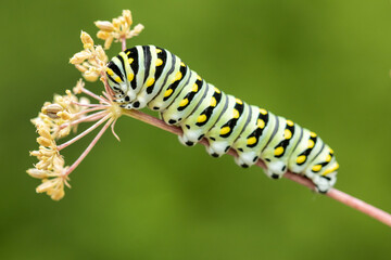 Eastern Black Swallowtail caterpillar, Papilio polyxenes, closeup macro eating parsley and fennel