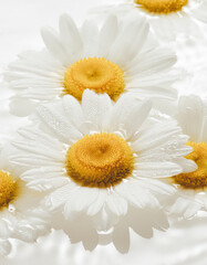 Obraz premium Close up of daisy flowers in water