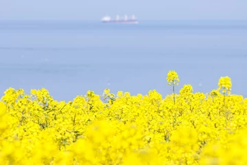 Gordijnen 海が見える菜の花畑 © nanohana
