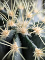 cactus close up