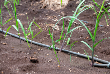 sugarcane plants grow in field. Growing sugarcane plants in a sugarcane farm, sugarcane plants growing in a cultivated field.