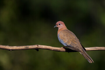 close-up portrait of laughing dove