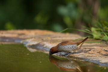 scaley breasted munia drinking water