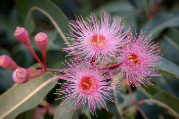 Corymbia - Plants of the Australian National Botanic Gardens