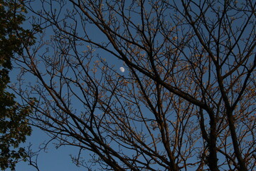 trapped between the trees