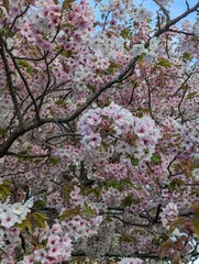 Blooms in spring