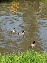Ducks on the river 