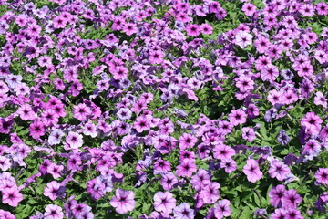 Pink flowers in the park