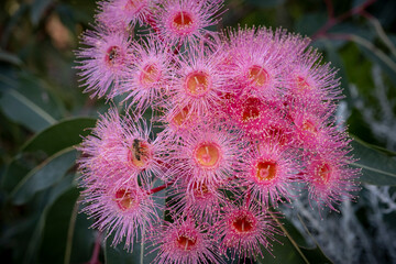 Corymbia - Plants of the Australian National Botanic Gardens