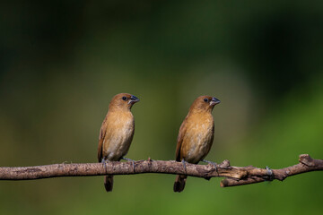 A pair of scaly breasted munia juveniles perched on a branch in western ghats