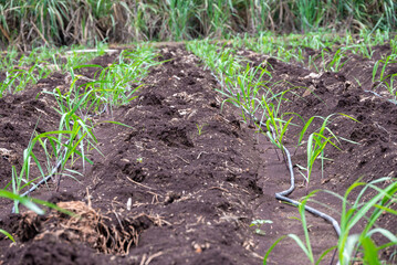 sugarcane plants grow in field. Growing sugarcane plants in a sugarcane farm, sugarcane plants growing in a cultivated field.