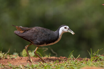 Closeup portrait of waterhen