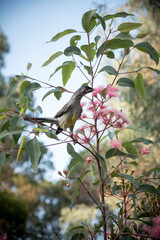 Corymbia - Plants of the Australian National Botanic Gardens