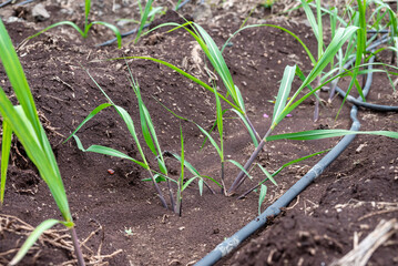 sugarcane plants grow in field. Growing sugarcane plants in a sugarcane farm, sugarcane plants growing in a cultivated field.