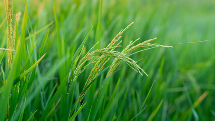 rice panicle, jasmine rice cultivation, fertile rice field, agriculture in Thailand