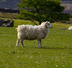 Obraz premium sheep in the field