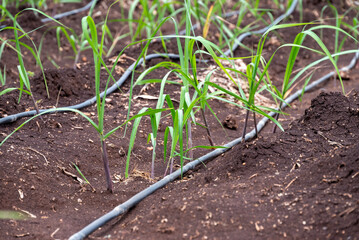 sugarcane plants grow in field. Growing sugarcane plants in a sugarcane farm, sugarcane plants growing in a cultivated field.