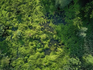 Obraz premium A lush green forest with a pond in the middle. The pond is surrounded by trees and plants, creating a serene and peaceful atmosphere