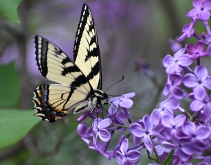 butterfly on lilac