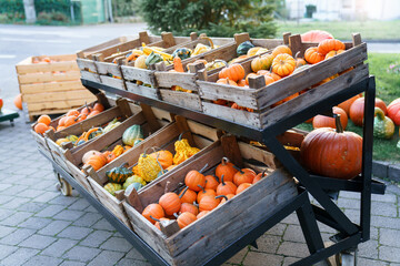 Various pumpkins in wooden boxes on farm market. Autumn harvest in outdoor grocery shop for Halloween. Authentic rural store with homegrown organic eco-friendly food in crates. Small local business