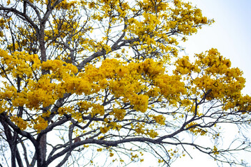 Golden trumpet tree, aka Yellow Ipe. Tabebuia Alba tree, Handroanthus albus. Brazilian ipê