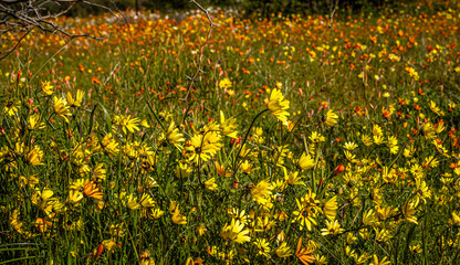 Obraz premium field of yellow wild flowers