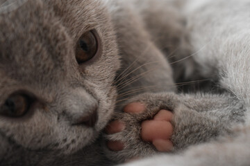 A very cute gray British cat lies and plays in the rays of the sun, the cat's pink paw is visible Gray fur of a cat on a sunny day With the charming eyes of a kitten © Viktoria