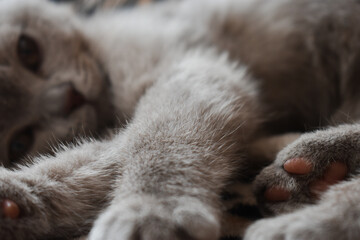 A very cute gray British cat lies and plays in the rays of the sun, the cat's pink paw is visible Gray fur of a cat on a sunny day With the charming eyes of a kitten © Viktoria