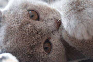 A very cute gray British cat lies and plays in the rays of the sun, the cat's pink paw is visible Gray fur of a cat on a sunny day With the charming eyes of a kitten © Viktoria