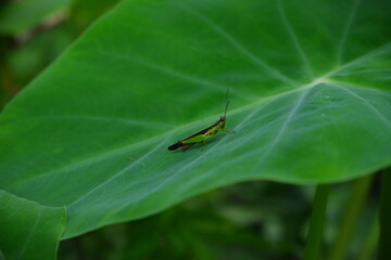 Beautiful grasshopper on a leaf.