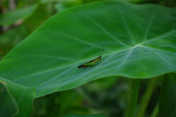 Beautiful grasshopper on a leaf.