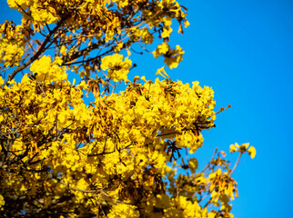 Golden trumpet tree, aka Yellow Ipe. Tabebuia Alba tree, Handroanthus albus. Brazilian ipê