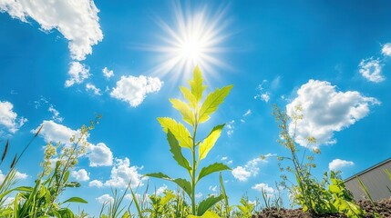 Young plant sprouting under bright sunlight in a clear blue sky, representing growth, nature, and fresh beginnings.