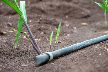 sugarcane plants grow in field. Growing sugarcane plants in a sugarcane farm, sugarcane plants growing in a cultivated field.