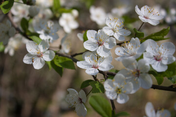 Close-up of blooming cherry blossoms in spring sunlight