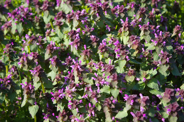Obraz premium Purple Wildflowers in a Sunlit Spring Meadow
