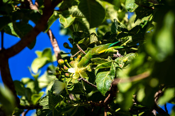 Pequi flowers, floral buds and pequi leaves (Caryocar brasiliense) in close-up and in selective focus.