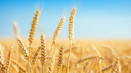 Fototapeta premium Golden wheat in motion, gentle wind, horizon stretching far beyond