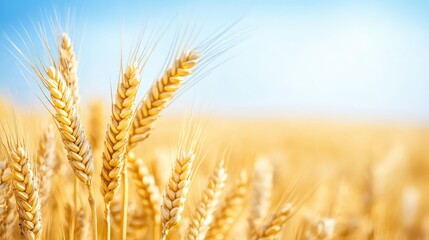 Fototapeta premium Golden wheat in motion, gentle wind, horizon stretching far beyond