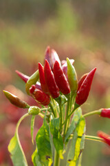 Red chili pepper plant growing in the field.