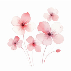 Watercolor Pink flowers on white background