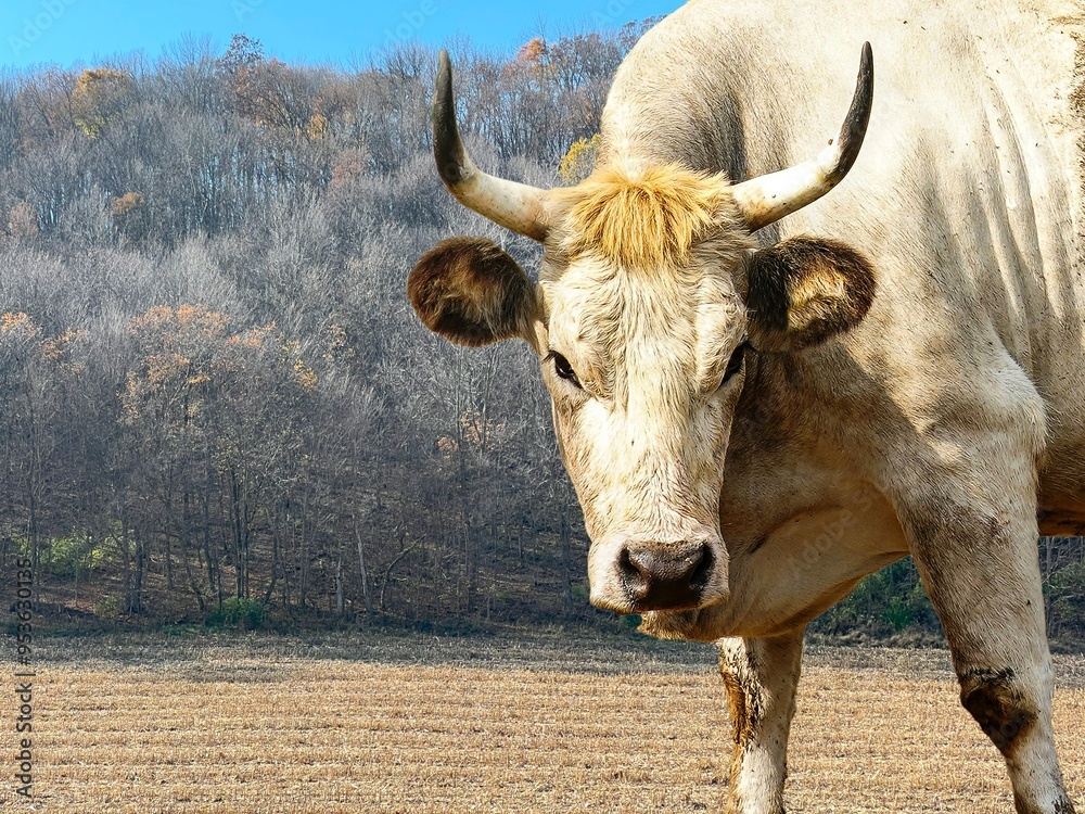 Wall mural white cow with ginger forelock